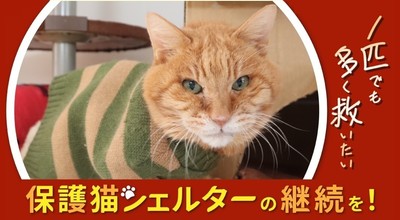 1匹でも多く救いたい!