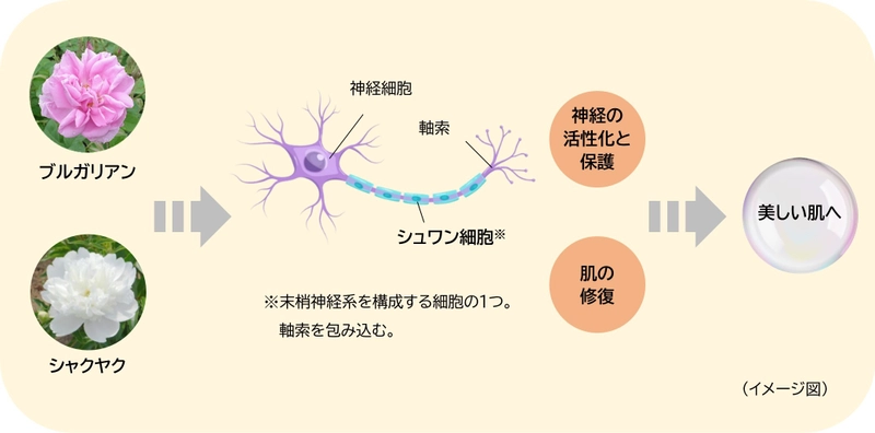 「ブルガリアンローズ」「シャクヤク」にシュワン細胞を介した 神経の活性化と保護および肌の修復を促す効果を発見