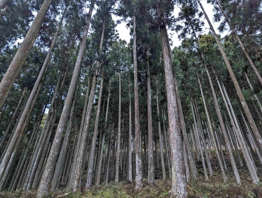 日本を代表する伝統的林業地「吉野」初！ 大和協が「スギ・ヒノキ」のCO2吸収力をJ-クレジットとして販売