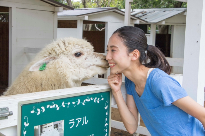 キスするアルパカラアル君に会うことができます