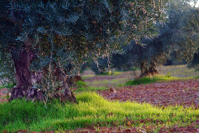 オリーブ畑イメージ