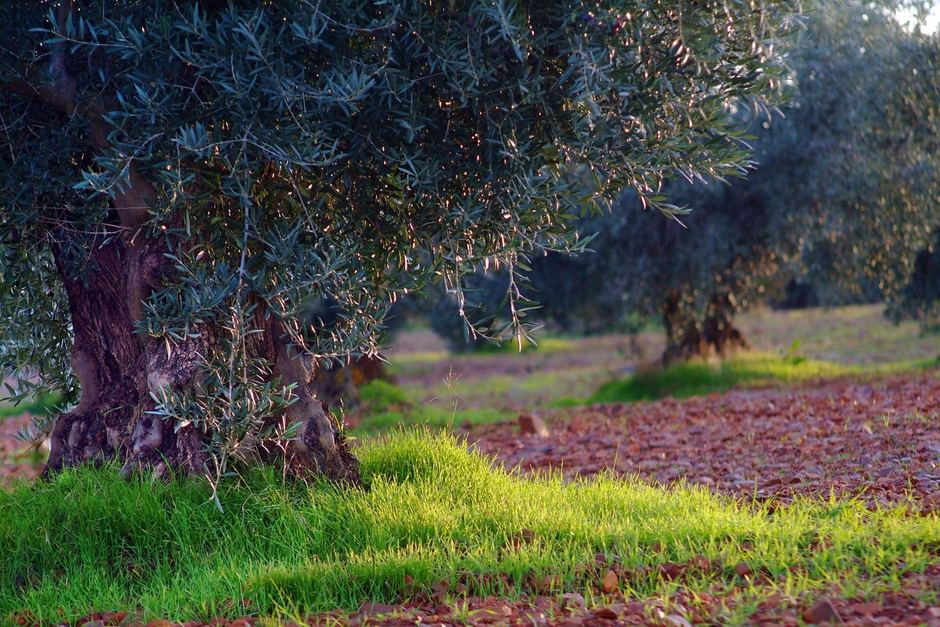 オリーブ畑イメージ