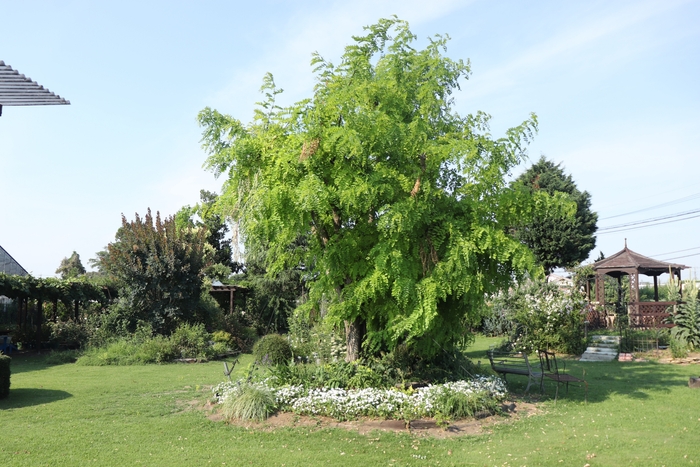 Garden Place 花のワルツ イングリッシュガーデン(2)