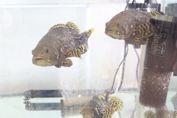 わずか3カ月で3倍にまで育ったタマカイ