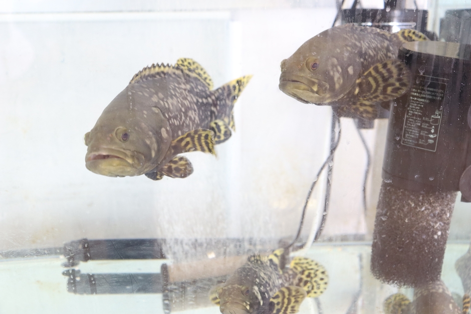 わずか3カ月で3倍にまで育ったタマカイ