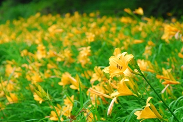 六甲高山植物園 明るい夏色の花！ 約1,000株の「ニッコウキスゲ」が見頃