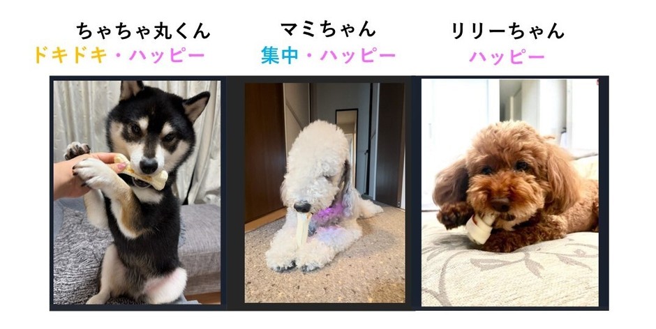 3牛皮ガムを与えた時