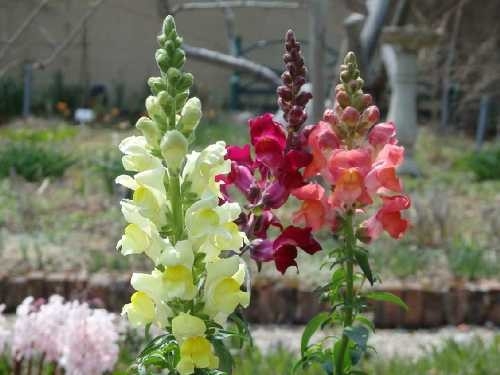 キンギョソウ (4月中旬~5月下旬)