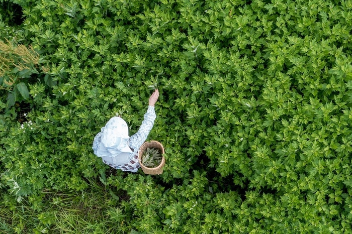 雪国の新潟県上越地方は全国有数の「よもぎ」の産地