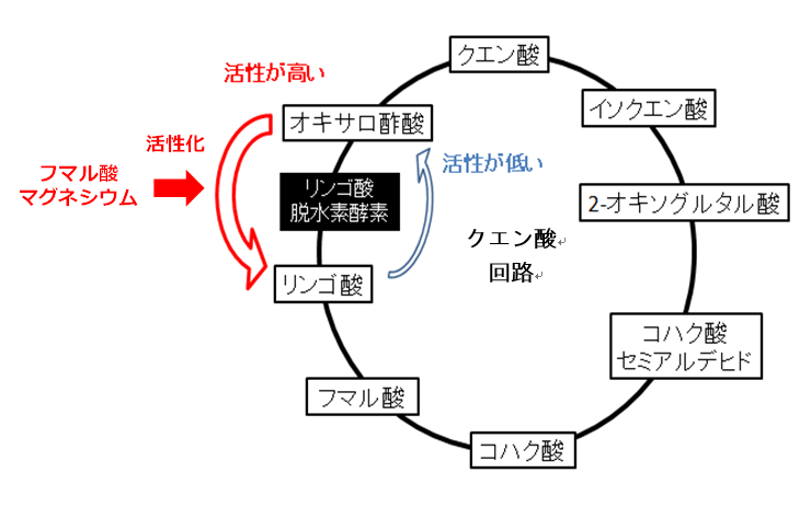 図2. ラン藻のクエン酸回路におけるリンゴ酸脱水素酵素(MDH)のはたらき