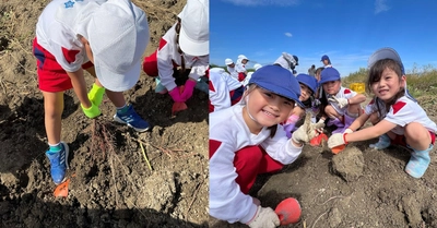 近畿大学九州短大附属幼稚園の園児がサツマイモ収穫を体験　自然への興味、食べ物への感謝の気持ちを育む