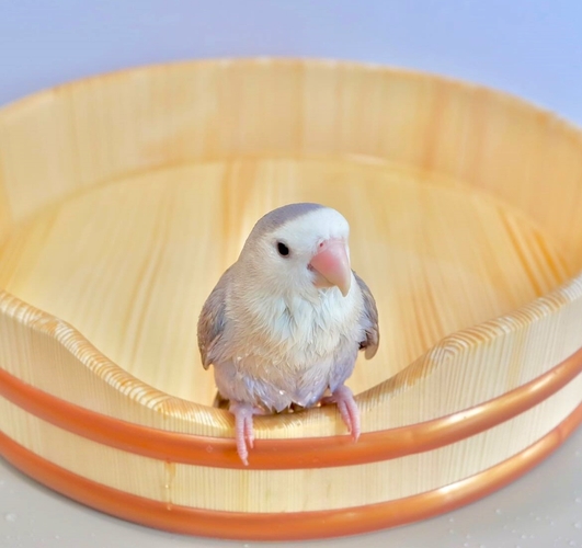 使用イメージ・水浴び