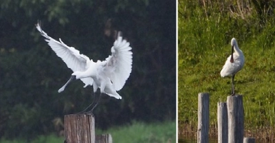 【葛西臨海公園】クロツラヘラサギが飛来しています