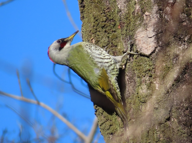 鳴き声に特徴があるアオゲラ