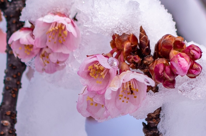 雪化粧をまとった桜