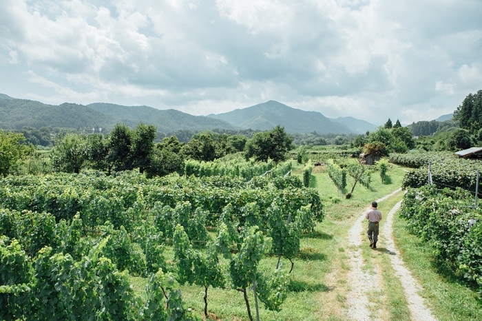 【リゾナーレ八ヶ岳】ワイナリー葡萄畑