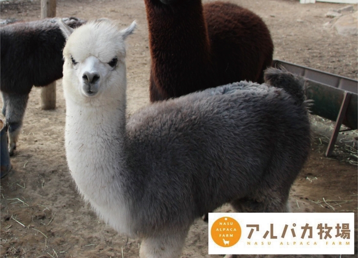 可愛いアルパカとのふれあいを満喫!