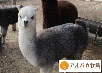 可愛いアルパカとのふれあいを満喫!