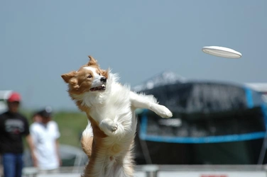 岡山理科大学専門学校　「オープンキャンパス」を9月22日（土）に開催。建築、動物、アクアリウムに興味を持つ高校生集まれ！