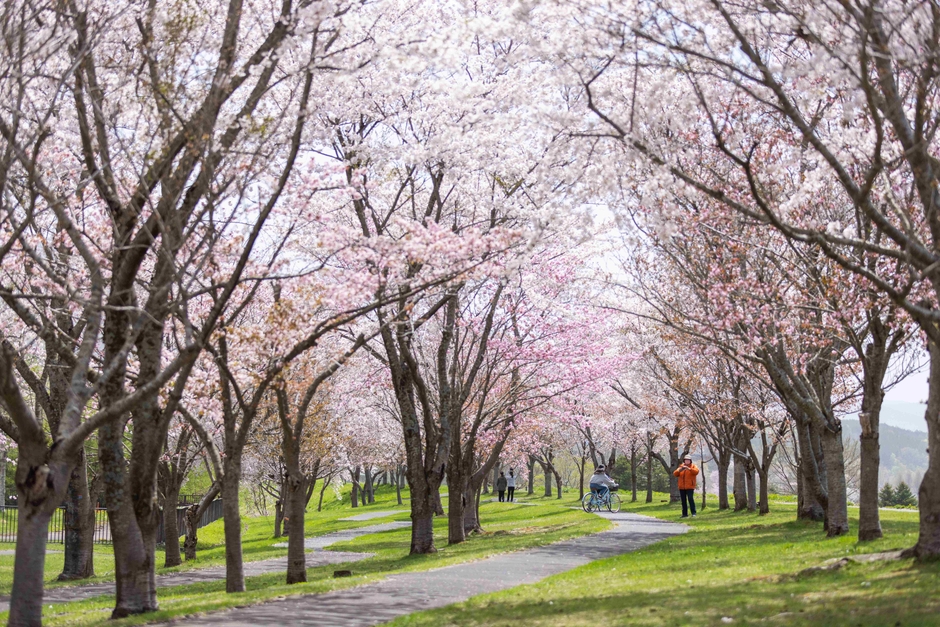 桜が美しい季節