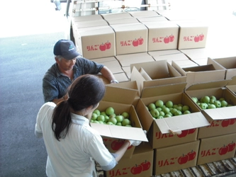 破棄されるはずの「摘果リンゴ」が、地域を挙げ有効活用　 2022年の集荷作業が8月に入り本格化