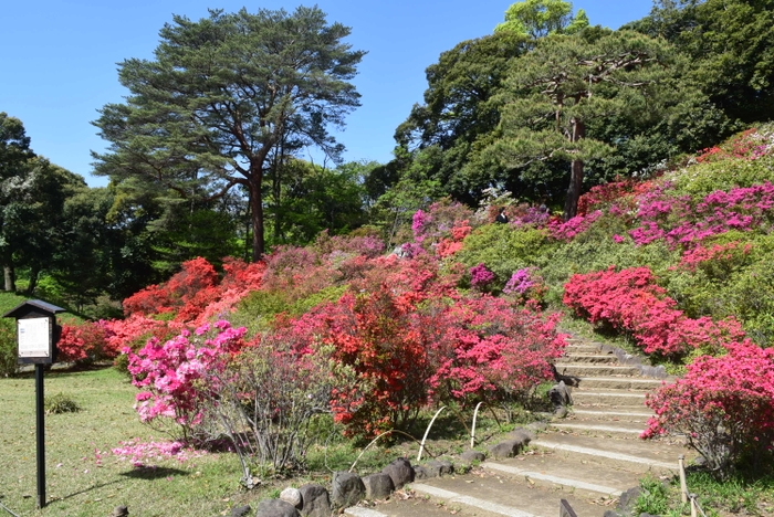 六義園のツツジ（4月19日撮影）