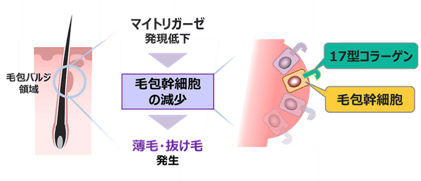 図2．マイトリガーゼの減少に伴う薄毛・抜け毛について想定されるメカニズム