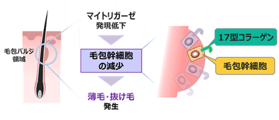 図2.マイトリガーゼの減少に伴う薄毛・抜け毛について想定されるメカニズム