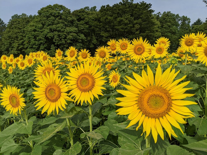 ひまわり花壇