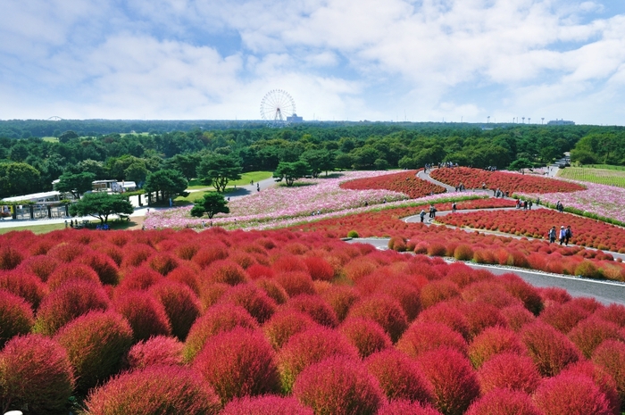 ▲国営ひたち海浜公園提供