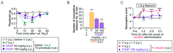 図3 マウスにおいて、THGPの腹腔内投与（i.p.）は、Na2S足底内投与による痛覚閾値の低下、シクロホスファミド（CPA）誘起膀胱炎による膀胱痛様行動およびセルレイン誘起膵炎による腹部関連痛覚過敏を抑制した（A：Na2S足底内投与の30分前にTHGPを腹腔内投与、B：膀胱炎モデルマウスの膀胱痛様行動、C：膵炎モデルマウスの腹部関連痛覚過敏）