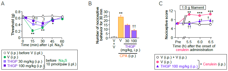 図3 マウスにおいて、THGPの腹腔内投与（i.p.）は、Na2S足底内投与による痛覚閾値の低下、シクロホスファミド（CPA）誘起膀胱炎による膀胱痛様行動およびセルレイン誘起膵炎による腹部関連痛覚過敏を抑制した（A：Na2S足底内投与の30分前にTHGPを腹腔内投与、B：膀胱炎モデルマウスの膀胱痛様行動、C：膵炎モデルマウスの腹部関連痛覚過敏）