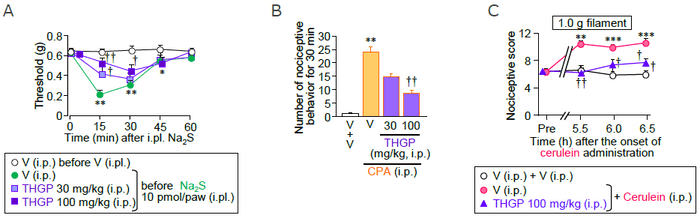 図3 マウスにおいて、THGPの腹腔内投与（i.p.）は、Na2S足底内投与による痛覚閾値の低下、シクロホスファミド（CPA）誘起膀胱炎による膀胱痛様行動およびセルレイン誘起膵炎による腹部関連痛覚過敏を抑制した（A：Na2S足底内投与の30分前にTHGPを腹腔内投与、B：膀胱炎モデルマウスの膀胱痛様行動、C：膵炎モデルマウスの腹部関連痛覚過敏）
