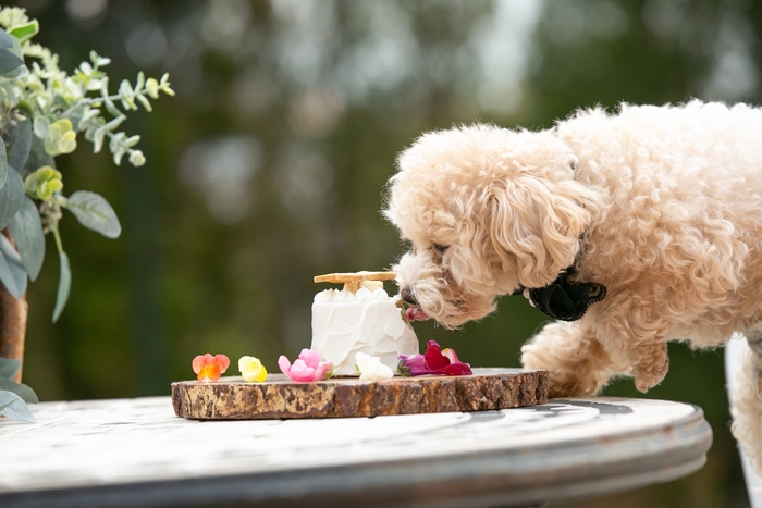 愛犬同伴も可能