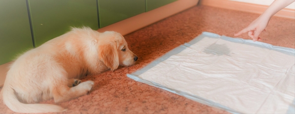 前提としてゴールデンレトリバーは賢い犬種のため、トイレを覚えるのは他の犬種よりも早いです。それに飼い主にも従順なため、一度覚えれば粗相をすることはほとんどないと言われています。