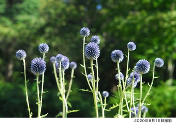 六甲高山植物園 絶滅が危惧される貴重な花 「ヒゴタイ」8月下旬まで見頃です！