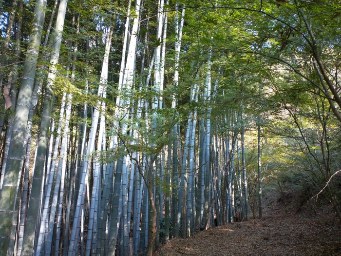 森林療法散策路(竹林)
