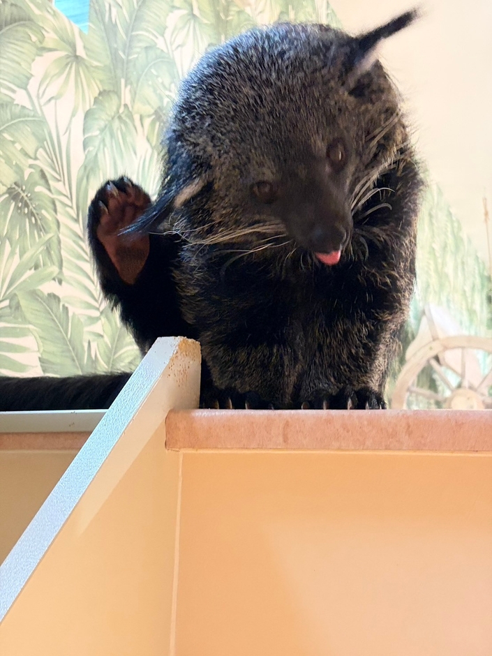 ビントロング(1)