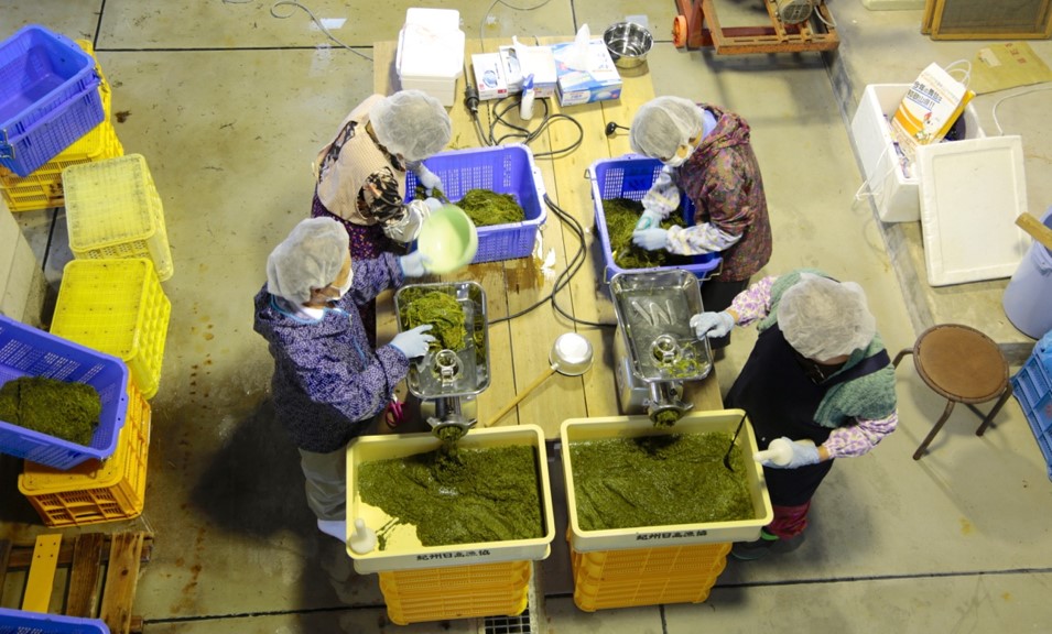 近畿大学薬学部生による紀州アカモクPRイベント第4弾 「美になる海藻 紀州アカモクを味わいに行こう!!」