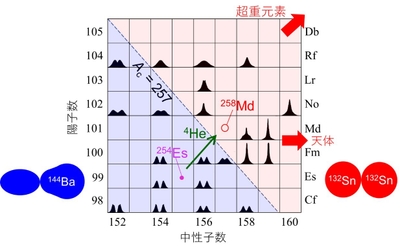 図2　自発核分裂で観測された核分裂片の質量数分布の形状を核種ごとに示したもの。山が1つのものは対称分裂を示し、山が2つあるものは非対称分裂を示す。ちぎれた瞬間の核分裂片の形も示す。