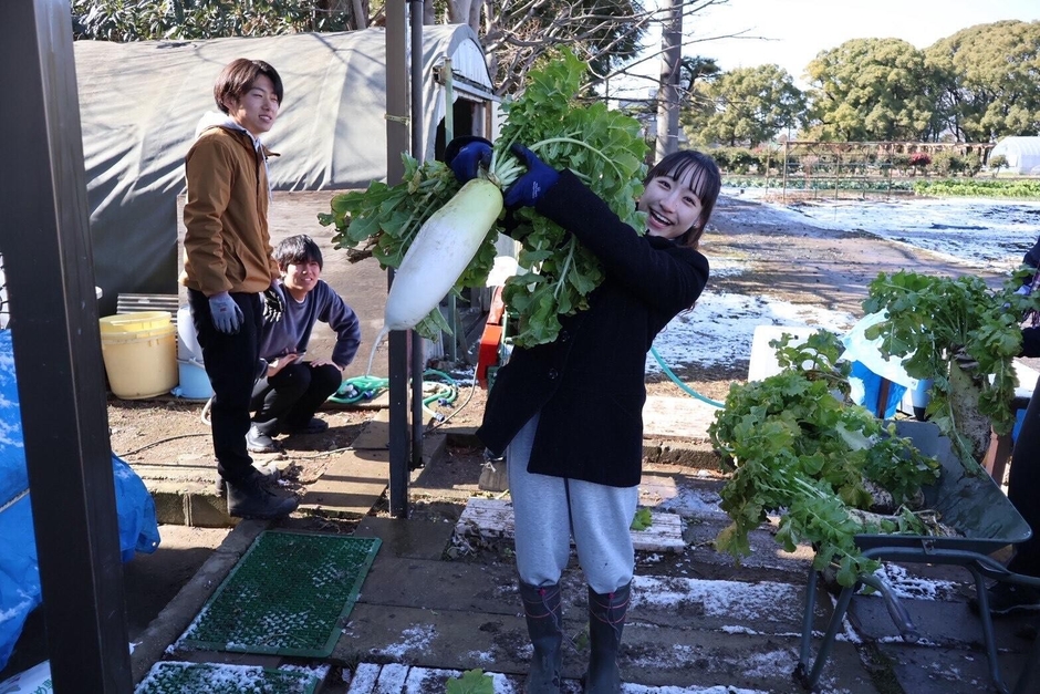 附属農場でダイコンを収穫