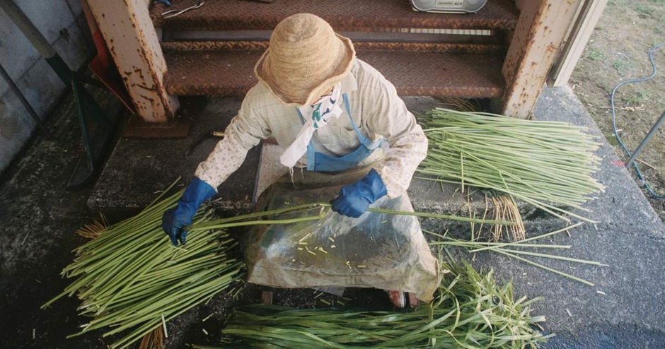 伝統工芸からむし織り｜収穫からからむし引きまで一日体験