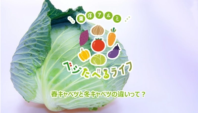 季節のお野菜にまつわるコンテンツ「ベジたべるライフ」にて　キャベツのコラムを公開。