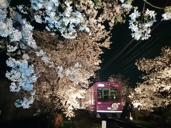 車内から桜のお花見が楽しめます 嵐電“桜のトンネル”ライトアップと 「夜桜電車」の運行について