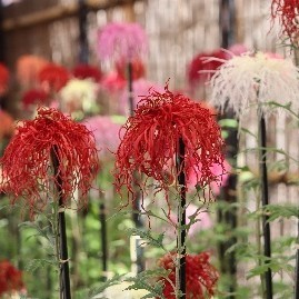 伊勢菊
