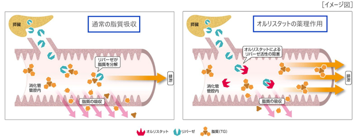 ［図1　アライの薬理作用］