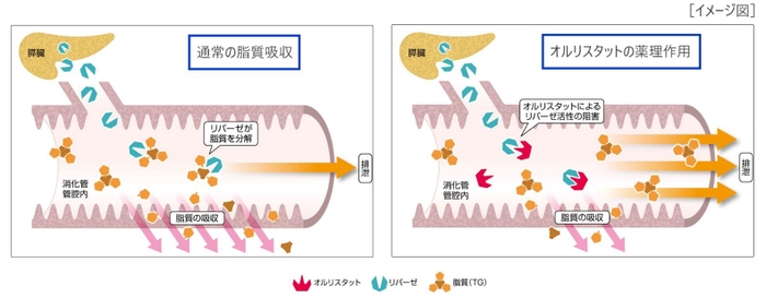 ［図1　アライの薬理作用］