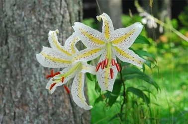 六甲高山植物園 世界中で人気の日本固有種 ユリの女王 ヤマユリが見頃です！