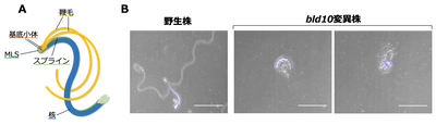 植物の精子形成に関わる新規因子を発見 ～基底小体タンパク質が獲得した新機能～