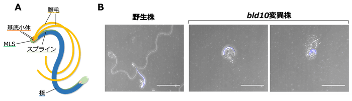 図1. ゼニゴケ精子の表現型解析